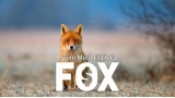 Fox by Esya G