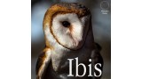 Ibis by Carlos Emesqua