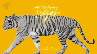 The Vault-Returning Tiger By Aurelio Ferreira